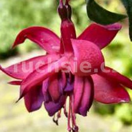 fuchsie Dusky Rose - Fuchsia Dusky Rose