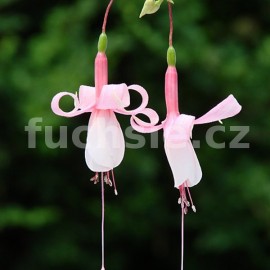 fuchsie White Spieder - Fuchsia White Spieder