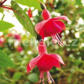 fuchsie Phyllis - Fuchsia Phyllis