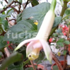 fuchsie Walz Bandota - Fuchsia Walz Bandota