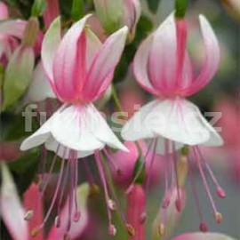 fuchsie Anne Hoogedam - Fuchsia Anne Hoogedam