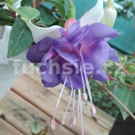 fuchsie Jim Doddge - Fuchsia Jim Doddge