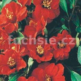 kdoulovec ozdobn Nivalis - Chaenomeles speciosa Nivalis