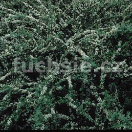 skalnk hledn - Cotoneaster Conspicuus