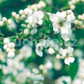 hroznovec The Bride - Exochorda macrantha The Bride