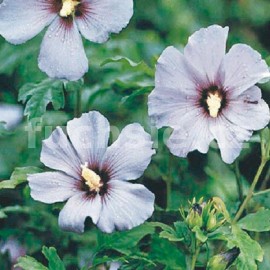 ibiek syrsk Ardens - Hibiscus syriacus Ardens