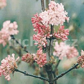 Viburnum Bodn. DawnKalina (Kalina)
