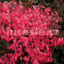 pieris japonsk Mountain Fire - Pieris japonica Mountain Fire