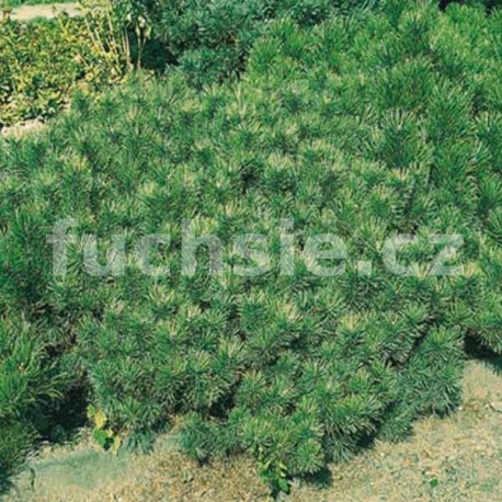 Pinus Mugo Mughus (borovice kleč)