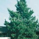 Borovice černá (Pinus Nigra Nigra)