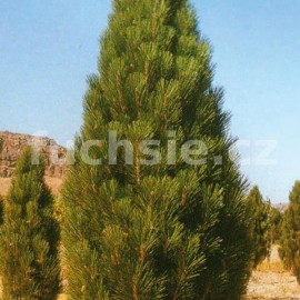 borovice ern Pyramidalis - Pinus nigra Pyramidalis