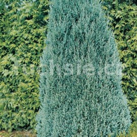 Juniperus chin. Stricta (Jalovec čínský)