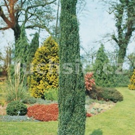 Juniperus comm. Hibernica (Jalovec sloupovitý)