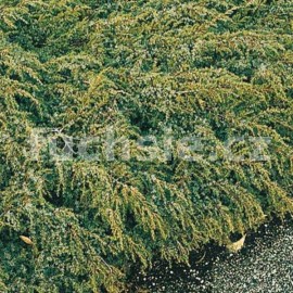 Juniperus Communis Hornibrooki (jalovec poléhavý)