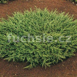 Juniperus Communis Repanda (jalovec polehavý)