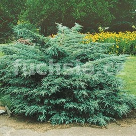 jalovec prostedn Pfitzeriana Glauca - Juniperus  pfitzeriana Pfitzeriana Glauca