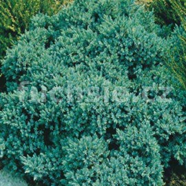 jalovec šupinatý Blue Star - Juniperus squamata Blue Star