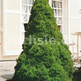 Smrk sivý (Picea Glauca Conica)