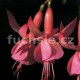 Beacon Rose Fuchsie (Bürgi Ott  CH  1972)-mrazuvzdorná
