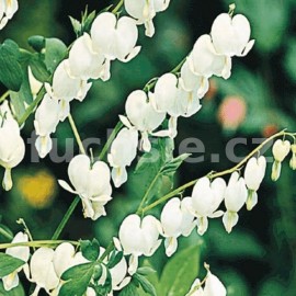 Srdcovka bílá (Dicentra Specitabilis Alba)