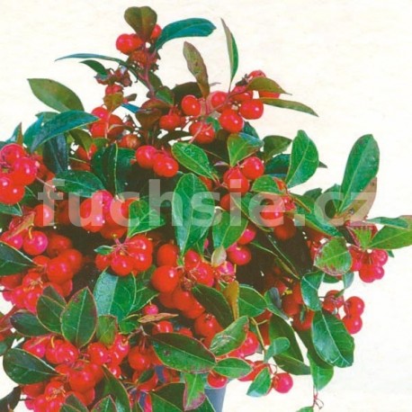 Indiánský penicilin (Gaultheria Proc. Red Baron)