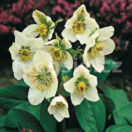 Čemeřice (Helleborus Niger Christmas Co)