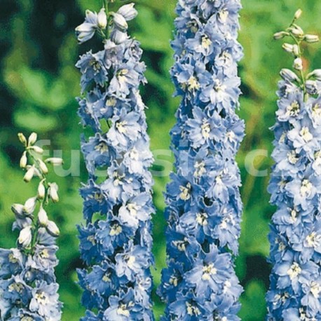 Ostrožka modro bílá (Delphinium Cultorum)