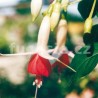 Lye´ s Unique Fuchsie (Lye  GB  1886)