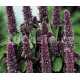 Agastache- Blue Fortune