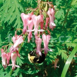 srdcovka drobnokvt - Dicentra eximia