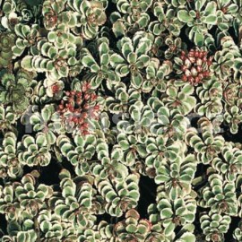 rozchodnk pochybn Voodoo - Sedum spurium Voodoo