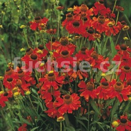 Záplevelák červený (Helenium Autumnale)