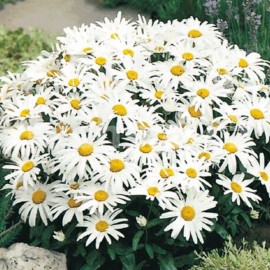 Kopretina (Leucanthemum Maximum)