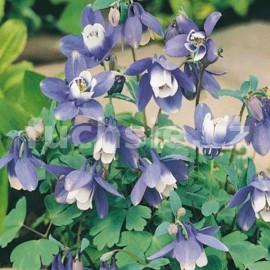 orlek zken Spring Magic Blue White - Aquilegia caerulea Spring Magic Blue White