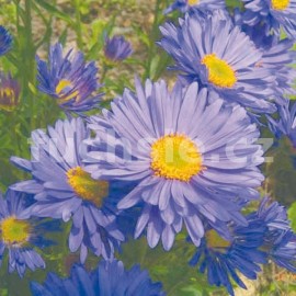 Astra skalková (Aster Alpinus)