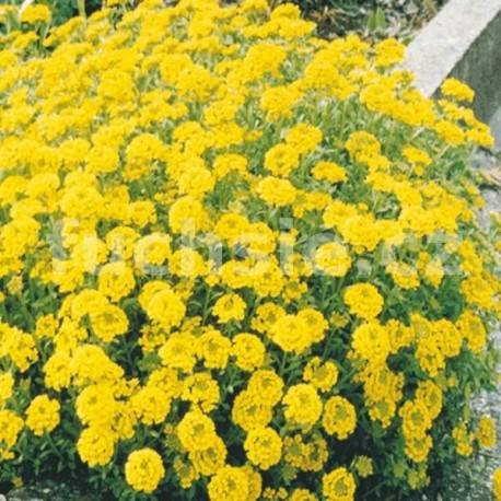 Tařice horská (Alyssum Montanum)