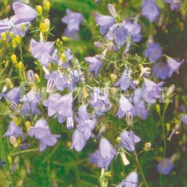 Zvonek (Campanula Rotund)