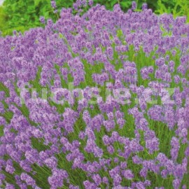 Levandule (Lavandula Augustifolia) violet