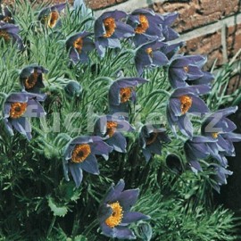 koniklec nmeck - Pulsatilla vulgaris