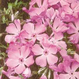 Plaménka (Phlox Sabulata),růžovofialový- plaménka šídlovitá