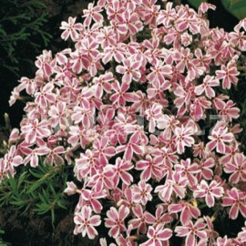 plamenka dlovit - Phlox subulata