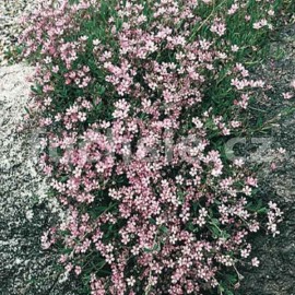 ater plaziv - Gypsophila repens