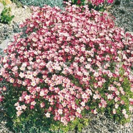 Lomikámen (Saxifraga)- Appleblossom