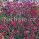 Karafiát skalkový (Dianthus Deltoides)