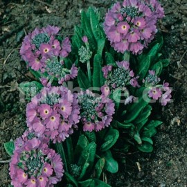 Petrklíč zoubkatý (Primula Denticulata Lilac)