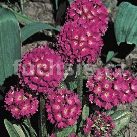 Petrklíč zoubkatý (Primula Denticulata Rubra)