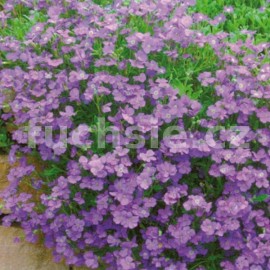 Tařička (Aubrieta Hyb. R. Blue)