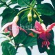 Miele Meursing Fuchsie (Hopgoot GB 1968)