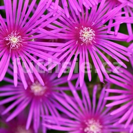 Delosperma