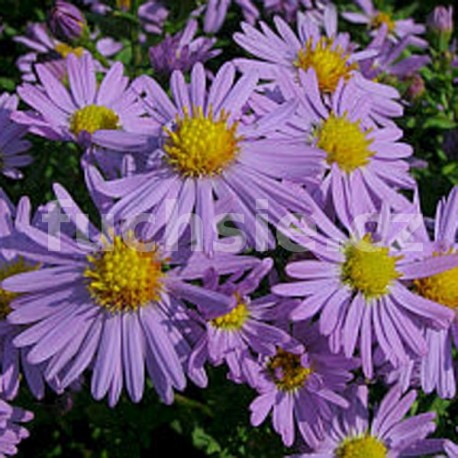 Astra podzimní (Aster Dumosus)- modrá